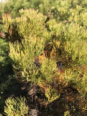 Serruria foeniculacea