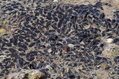 Brachidontes mutabilis