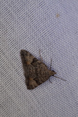 Dichromodes anelictis