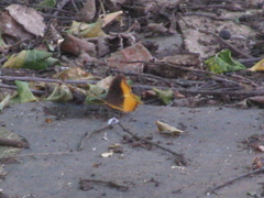 Eurytela dryope angulata