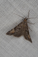 Dichromodes anelictis