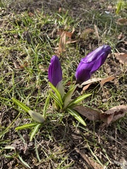 Crocus vernus
