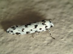 Lichenaula maculosa