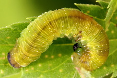 Tenthredo atra