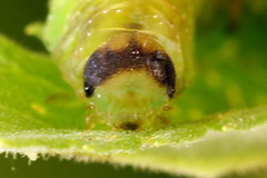 Tenthredo atra