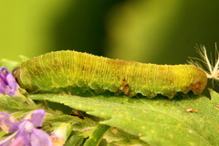 Tenthredo atra