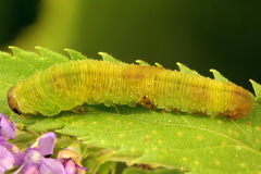 Tenthredo atra