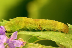 Tenthredo atra