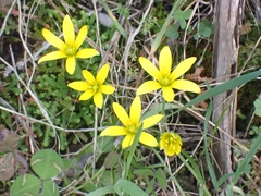 Gagea peduncularis