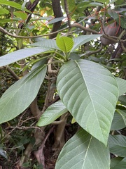 Dendrocnide
