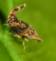 Hylicinae