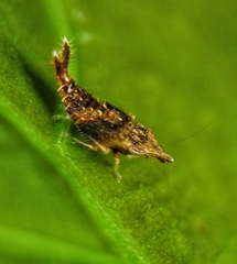 Hylicinae