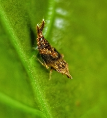 Hylicinae