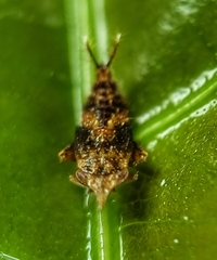 Hylicinae