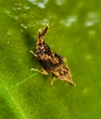 Hylicinae