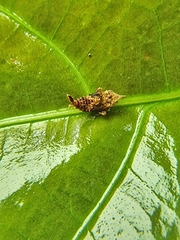 Hylicinae