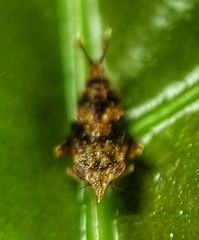 Hylicinae