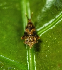 Hylicinae