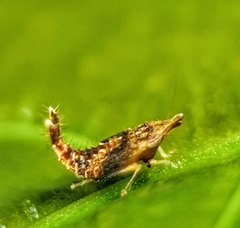 Hylicinae