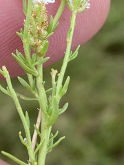 Selago multispicata
