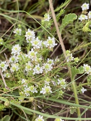 Selago multispicata