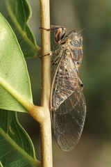 Palapsalta circumdata