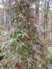 Image of Lygodium japonicum