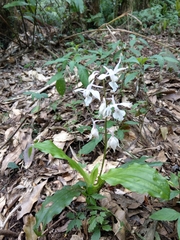 Calanthe arisanensis