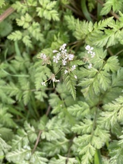 Anthriscus sylvestris