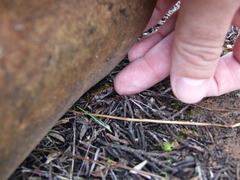 Eleutherodactylus marnockii