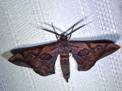 Hypochrosis binexata