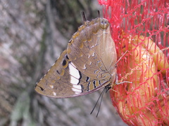 Charaxes cithaeron