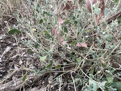 Chenopodium trigonon