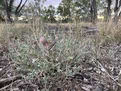 Chenopodium trigonon