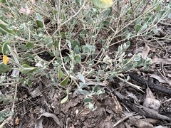 Chenopodium trigonon