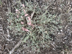 Chenopodium trigonon