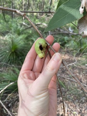 Apiomorpha variabilis