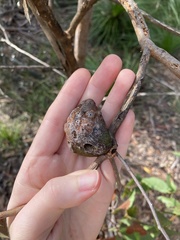 Apiomorpha variabilis