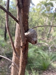 Apiomorpha variabilis