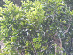 Dacryodes excelsa