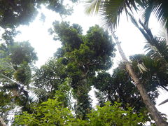Dacryodes excelsa