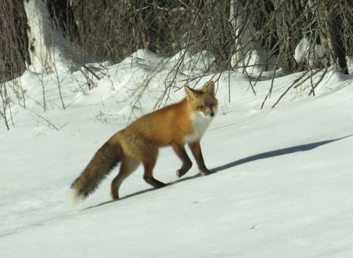 Red Fox photographed in Minnesota