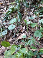 Liparis gigantea