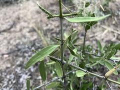 Psydrax oleifolia