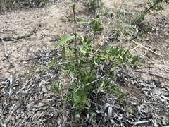 Psydrax oleifolia