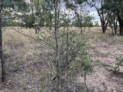 Psydrax oleifolia
