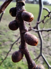 Ulmus glabra camperdownii