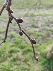 Ulmus glabra camperdownii