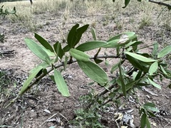 Psydrax oleifolia