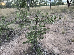 Psydrax oleifolia